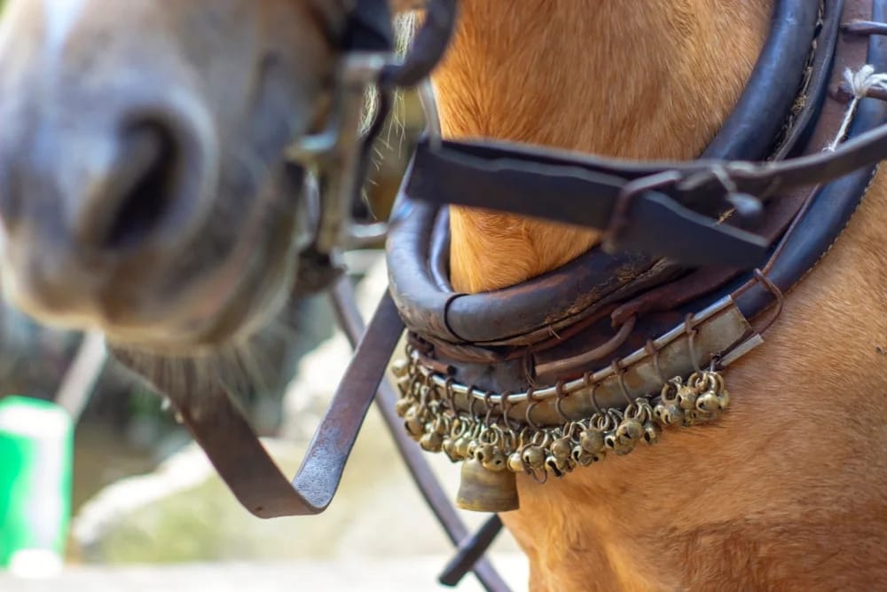 Bild: KrutSolt / Shutterstock.com